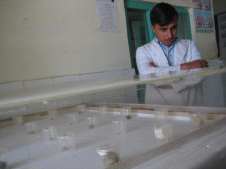 (Niersteen-)Operatie Uruzgan